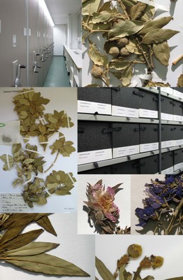 Titelbild Herbarium.jpg