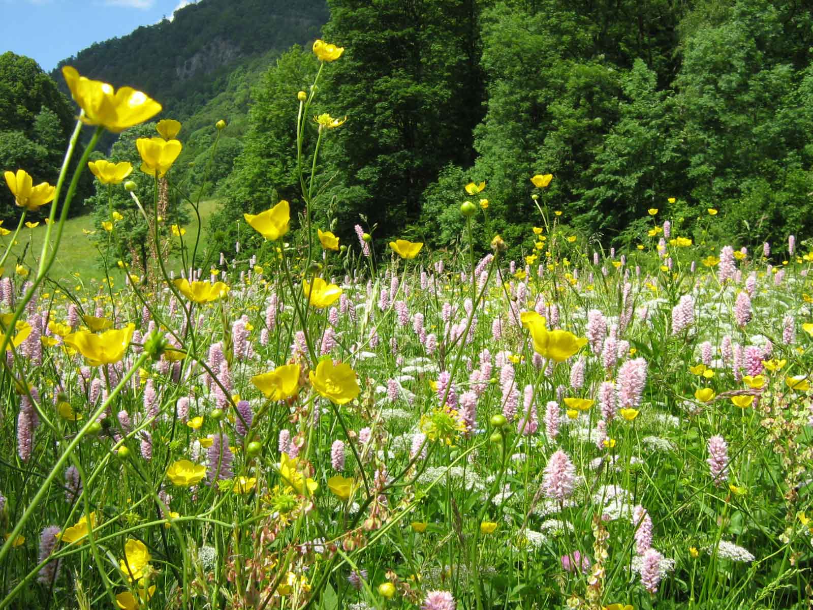 blumenwiese zastlertal