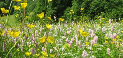 Blumenwiese Zastlertal