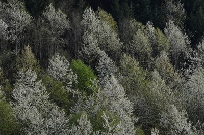 Kirschblüte im Kappler Tal