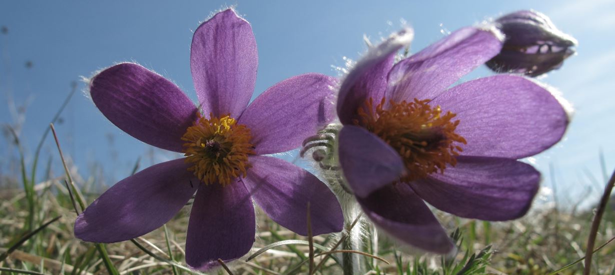 pulsatilla vilgaris quer.jpg