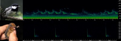 BioacousticProject